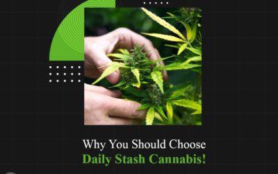 Why You Should Choose Daily Stash Cannabis!