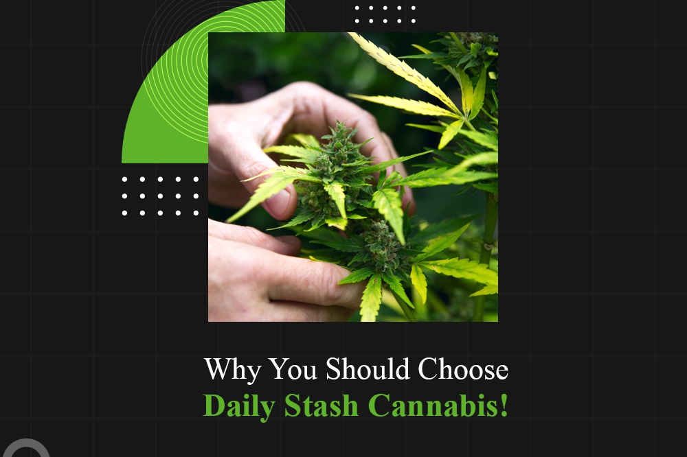 Why You Should Choose Daily Stash Cannabis!