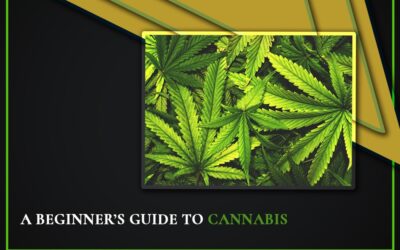 A Beginner’s Guide To Cannabis