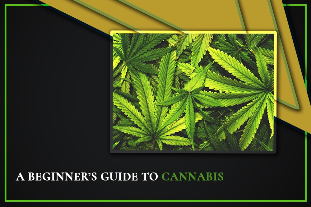 A Beginner’s Guide To Cannabis