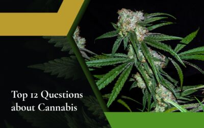 Top 12 Questions about Cannabis