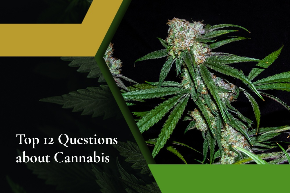 Top 12 Questions about Cannabis